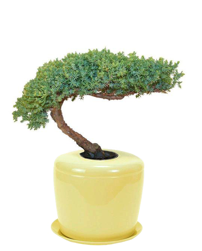 The Living Urn Indoors / Patio - Perry