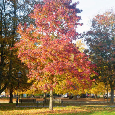 American Sweet Gum - Endswell