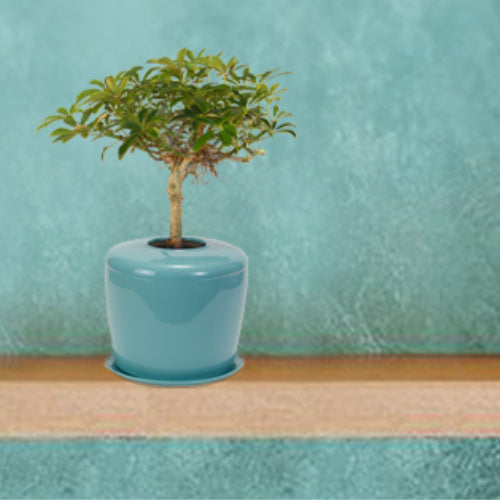 The Living Urn Indoors / Patio - Endswell