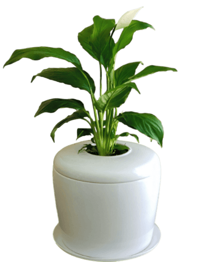 The Living Urn Indoors / Patio - Endswell