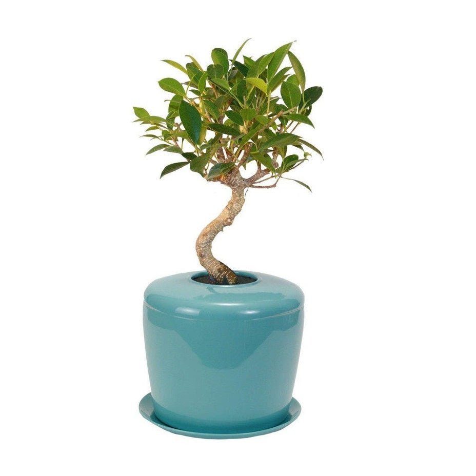 The Living Urn Indoors / Patio - Eternal Peace