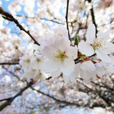 Akebono Flowering Cherry - Hyatt Ewald
