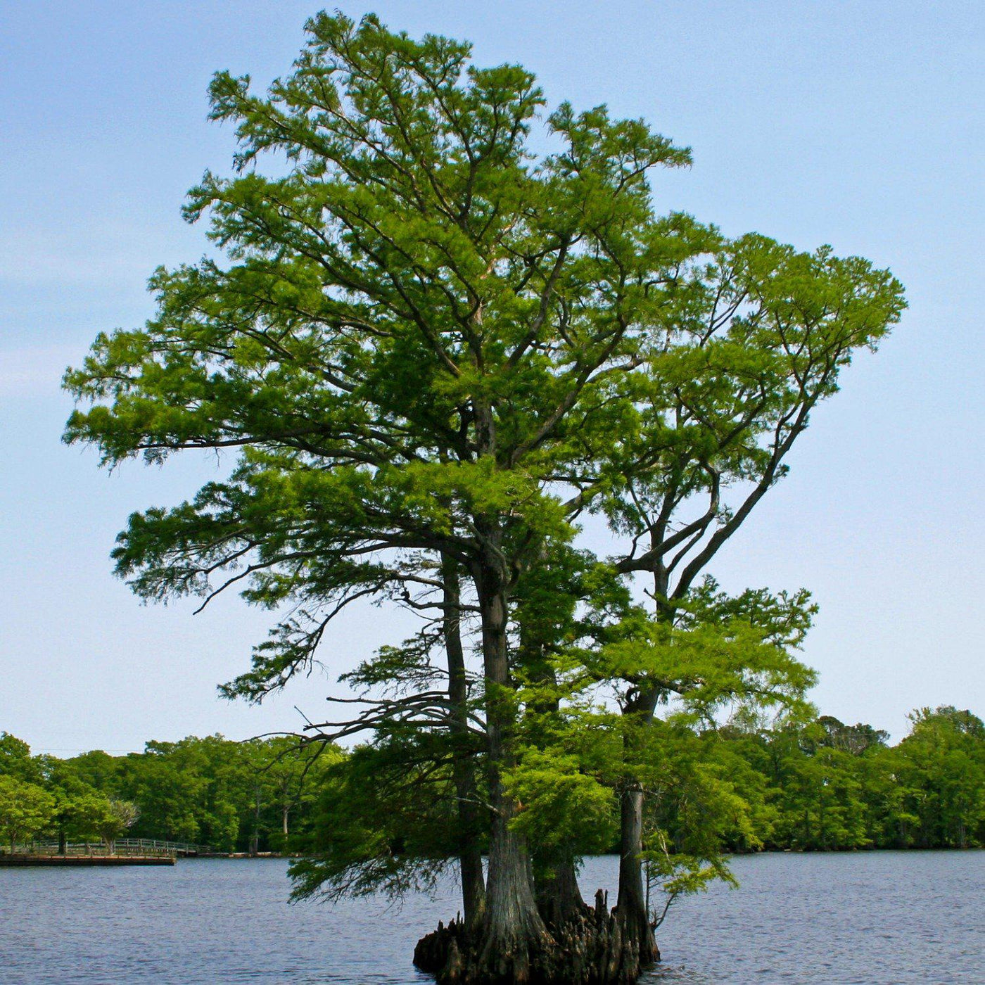 Bald Cypress - Blake