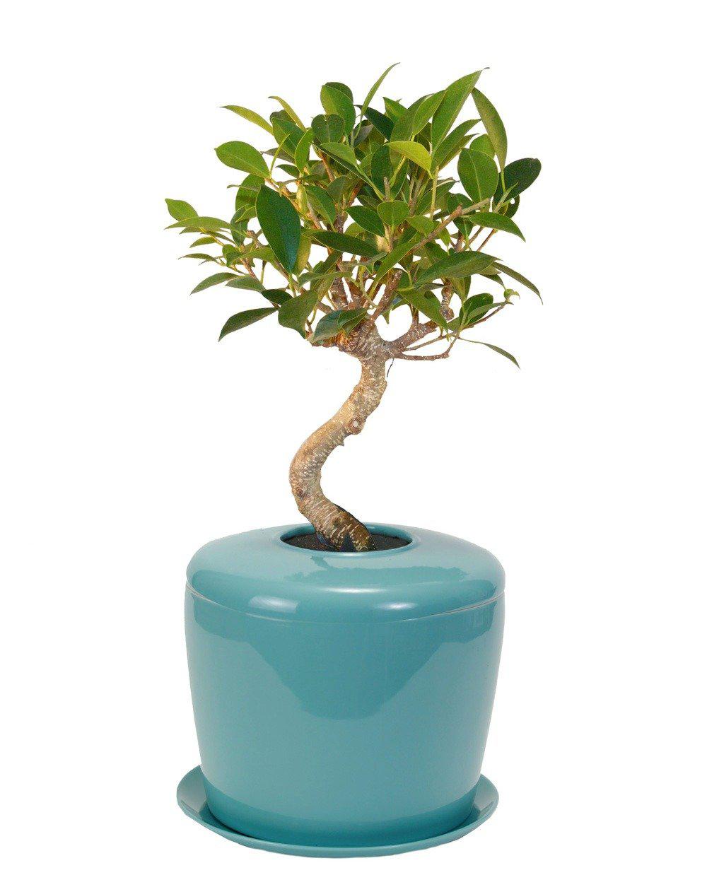 The Living Urn Indoors / Patio - Be a Tree Cremation