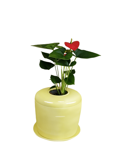 The Living Urn Indoors / Patio - Be a Tree Cremation