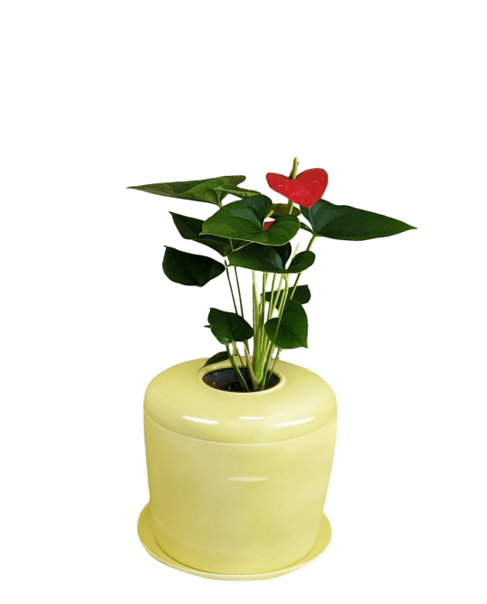 The Living Urn Indoors / Patio - Weddle