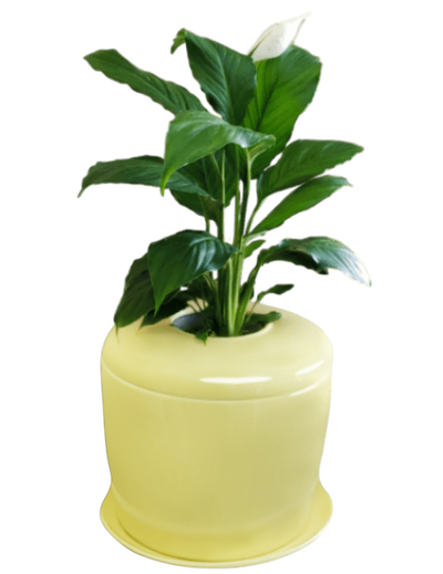 The Living Urn Indoors / Patio - A Better Place