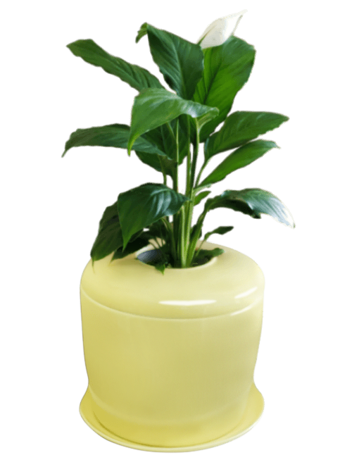 The Living Urn Indoors / Patio - Weddle