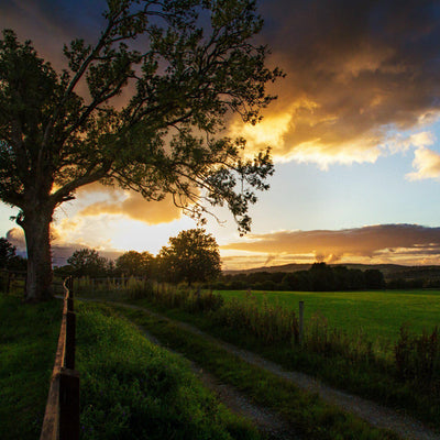 The Irish Living Urn - Be a Tree Cremation