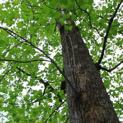 Tuliptree - SereniCare