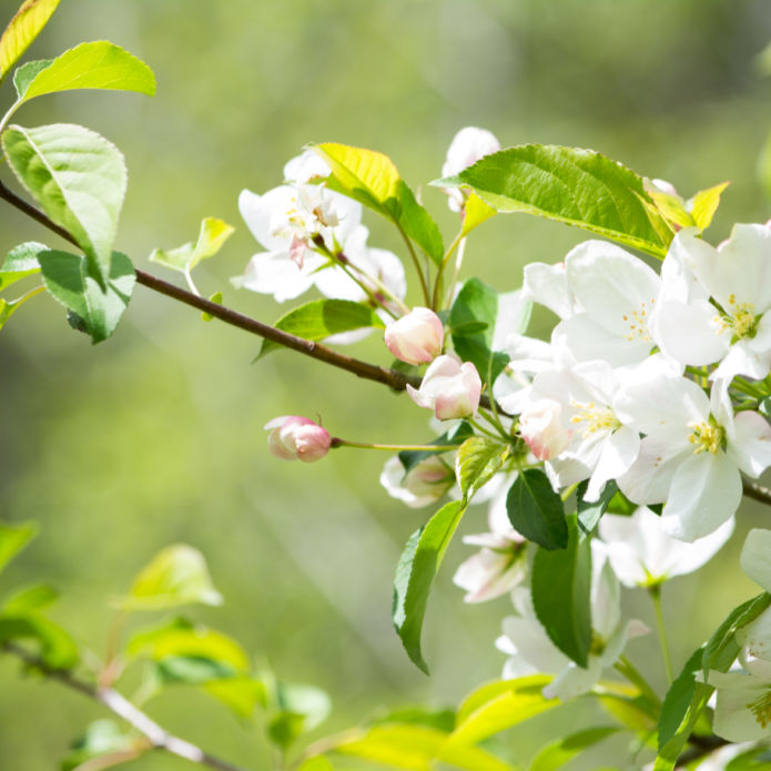 White Crabapple (Sargent) - Simple Pets