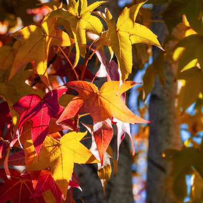 American Sweet Gum - Bunker