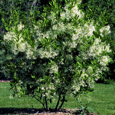 White Fringe Tree - Monarch