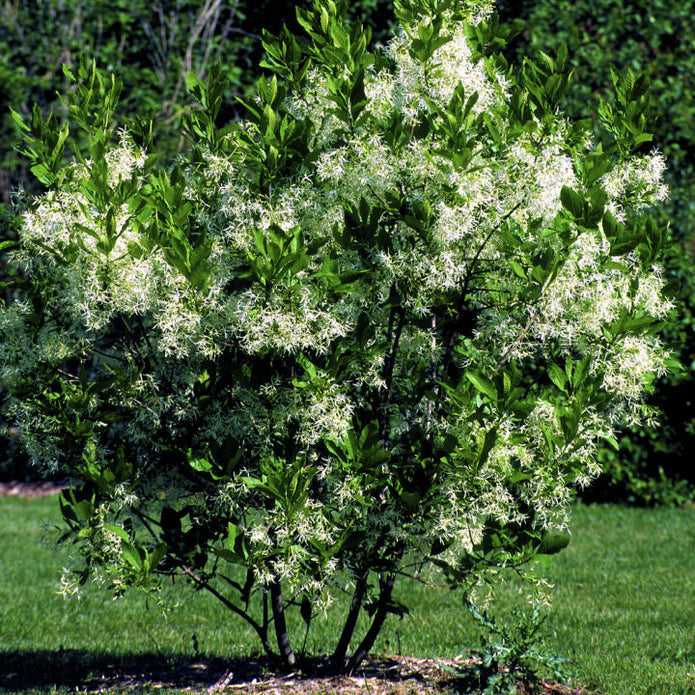 White Fringe Tree - SereniCare