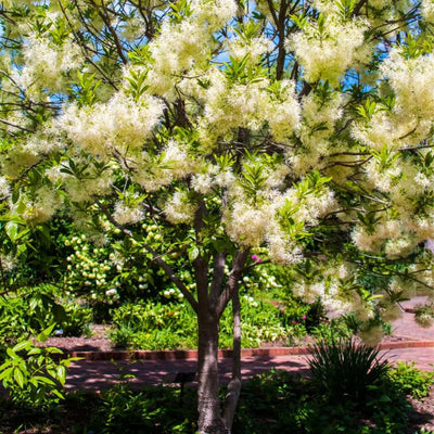 White Fringe Tree - Teraloom