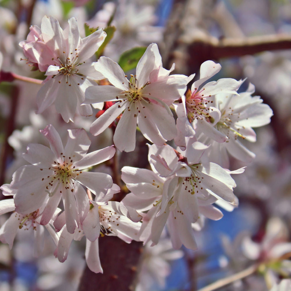 Autumnalis Flowering Cherry - Bunker