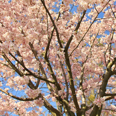 Autumnalis Flowering Cherry - Bunker