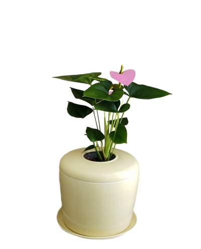 The Living Urn Indoors / Patio - Monarch