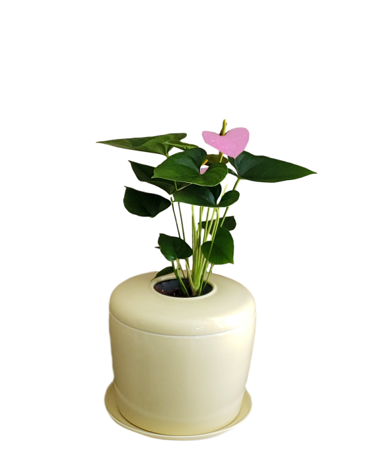 The Living Urn Indoors / Patio - Colorado Burial Preserve