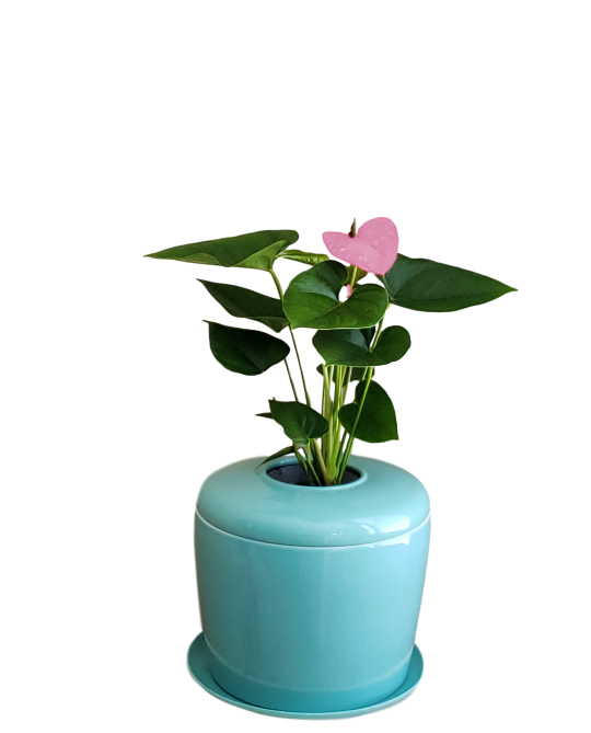 The Living Urn Indoors / Patio - Two Rivers