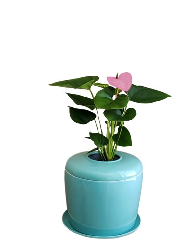 The Living Urn Indoors / Patio - Two Rivers