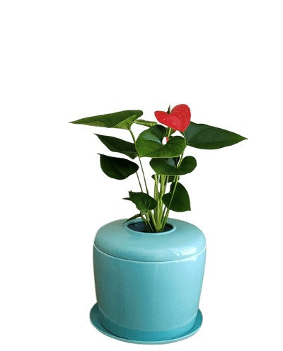 The Living Urn Indoors / Patio