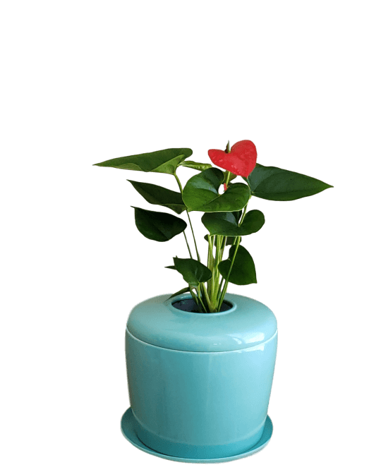 The Living Urn Indoors / Patio - 5280