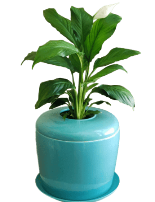 The Living Urn Indoors / Patio - Bunker