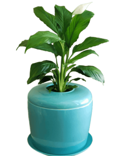 The Living Urn Indoors / Patio - Natural Grace