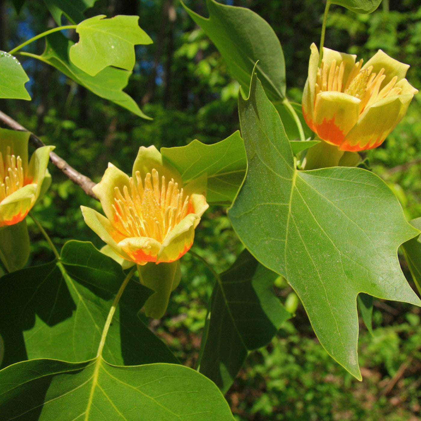 Tuliptree - Front Range