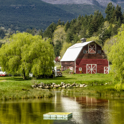 Weeping Willow - Greenhaven