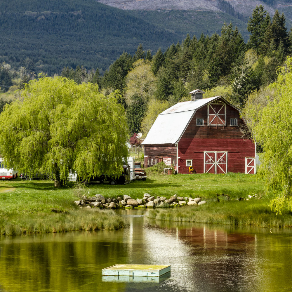 Weeping Willow - Cremation Society