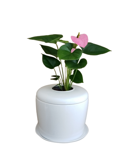 The Living Urn Indoors / Patio - Natural Grace