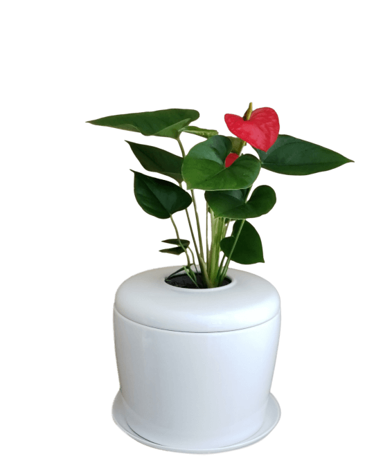 The Living Urn Indoors / Patio - Hyatt Ewald