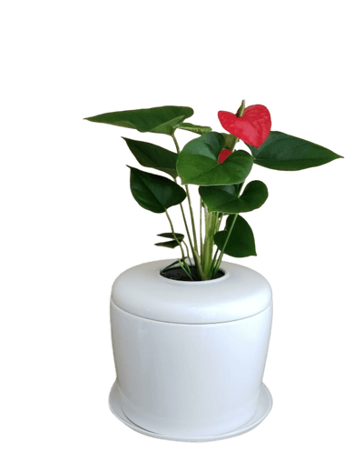 The Living Urn Indoors / Patio - 5280