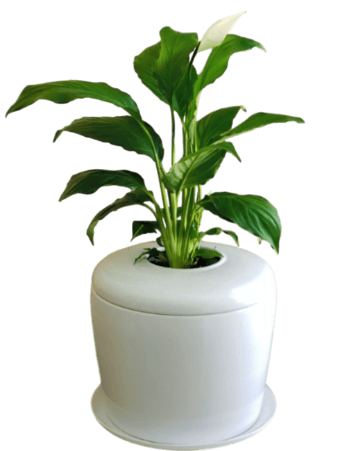 The Living Urn Indoors / Patio - Akers James